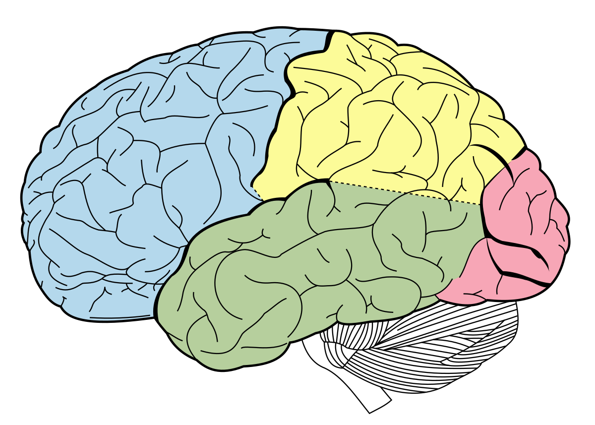 Brain Diagram